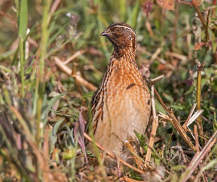 Wachtel (Coturnix coturnix) 01
