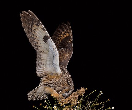 Waldohreule (Asio otus) 02