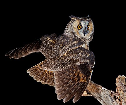 Waldohreule (Asio otus)01