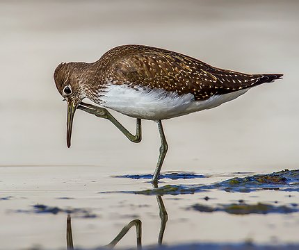 Waldwasserläufer (Tringa ochropus) 01