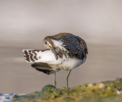 Waldwasserläufer (Tringa ochropus)