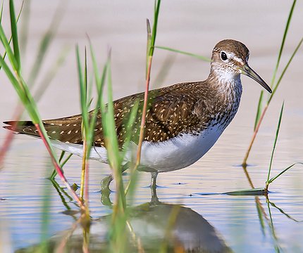 Waldwasserläufer (Tringa ochropus) 02