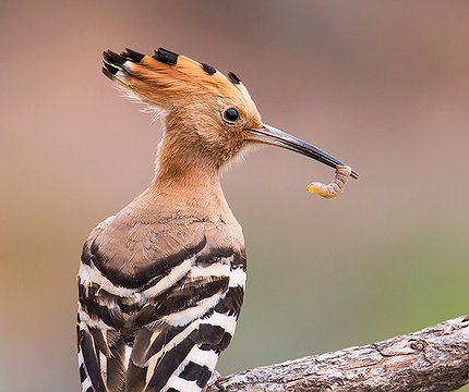 Wiedehopf (Upupa epops)