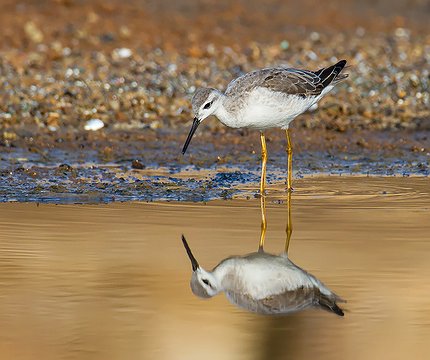 Wilson-Wassertreter ( Phalaropus tricolor)