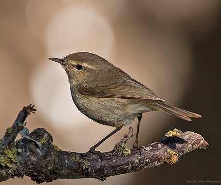 Kanarenzilpzalp (Phylloscopus canariensis)