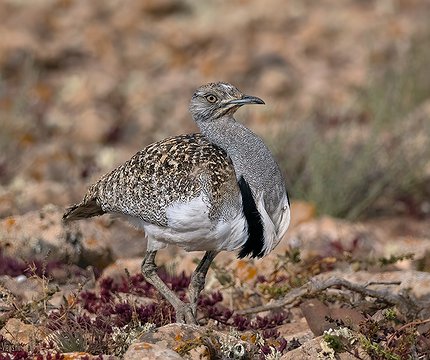 Kanarische Kragentrappe