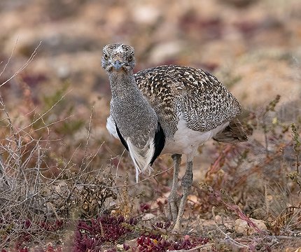 Kanarische Kragentrappe