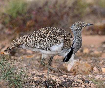 Kanarische Kragentrappe