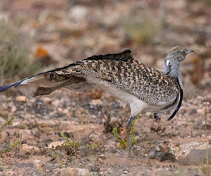 Kanarische Kragentrappe