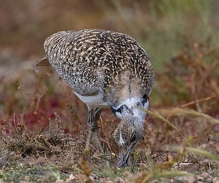 Kanarische Kragentrappe