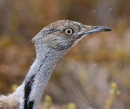 Kanarische Kragentrappe