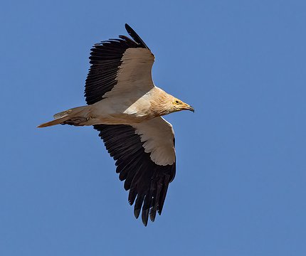 Kanarischer Schmutzgeier