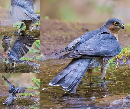 Sperber (Accipiter nisus granti)  schlägt Beute