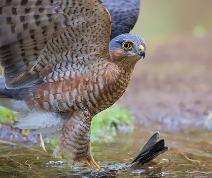 Sperber (Accipiter nisus granti) mit Beute